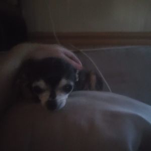 Meet your Posher, Koby